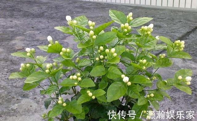 茉莉花开花少,这不是问题,教你几招,花枝都是花苞