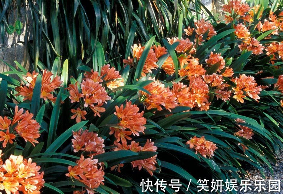 “春不出，夏不晒，秋不干，冬不湿”，君子兰的四季莳养