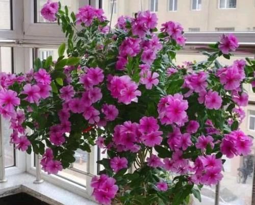 开春养上5种花，满满一阳台，开成花海真漂亮