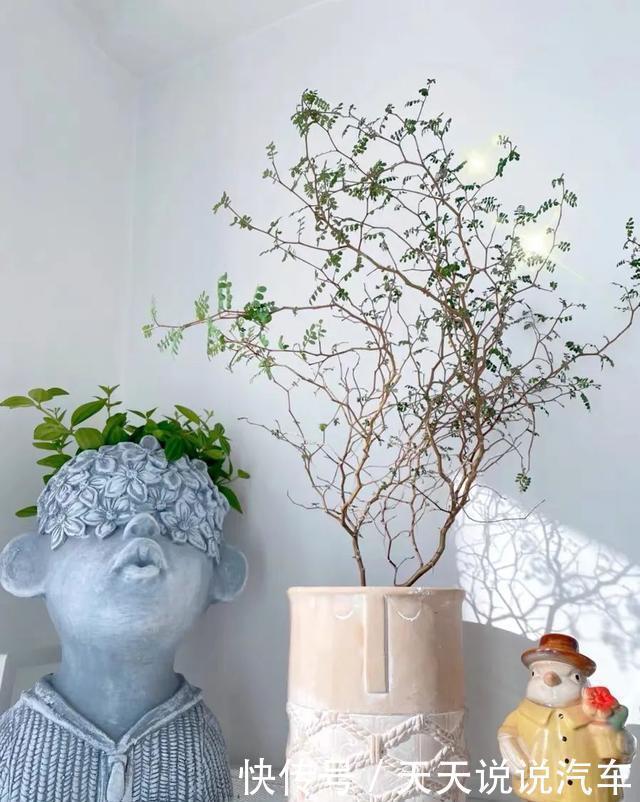家里养一棵童话树,元气满满、暖心又治愈