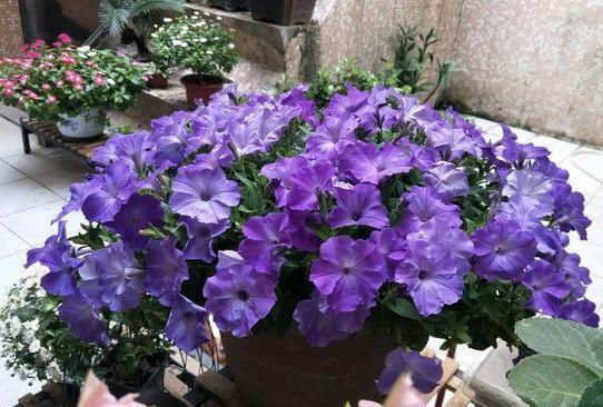 阳台杂乱无章又狭窄，不如盆栽这些花卉植物，美得如同花海仙境
