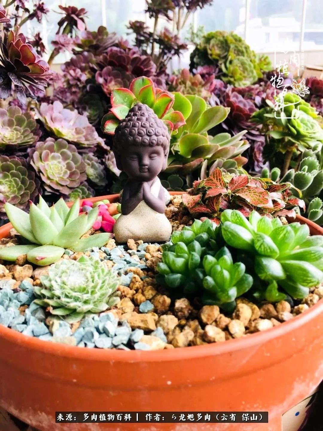 叶片|美了，美了！当秋天的风吹向你我的多肉！