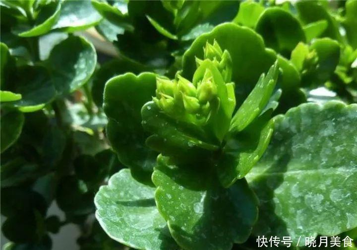 养花技巧:长寿开花不过瘾,学会1招,让它爆开1000朵