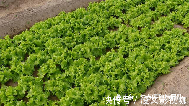 香叶|有一种青菜,味香,非常适合包饺子,今天终于种上了