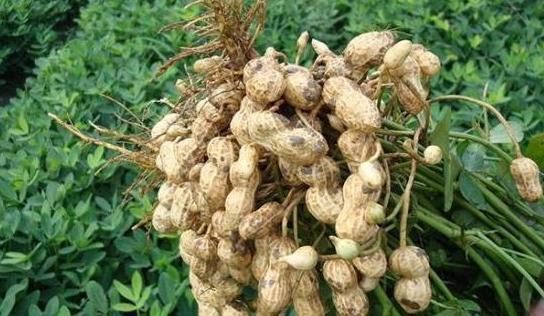 花生|提醒：煮花生不能放此物，吃了就是没病找病，现在知道还不晚