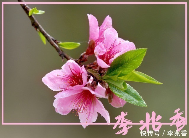 庆全庵桃花#桃花诗句最出名诗句,带白话文意思及翻译