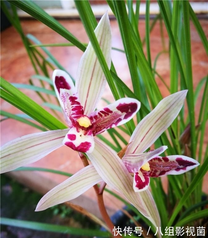这款兰花真奇特，被誉为云南“仙草”，高雅有格调，很多人没见过