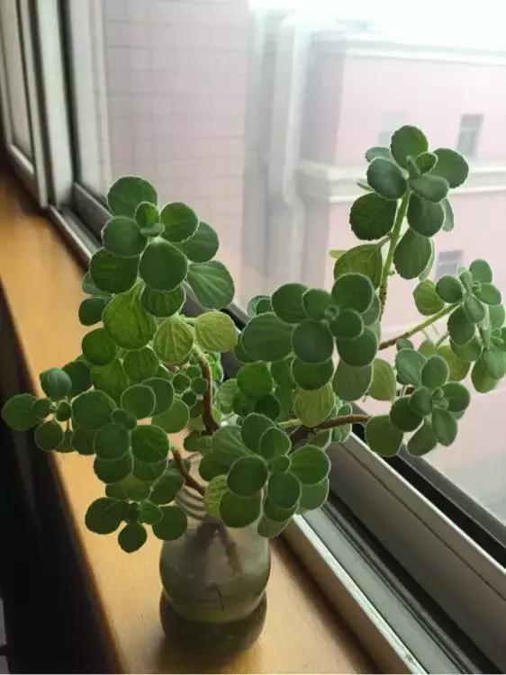 塑料瓶里装点水,能插20种花,生根不用愁,新手一学就会!