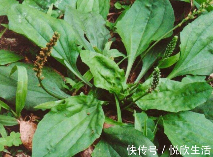 绞股蓝绞股蓝|此物是天然的“胰岛素”,坚持泡水喝,血糖悄悄降下,早知早好