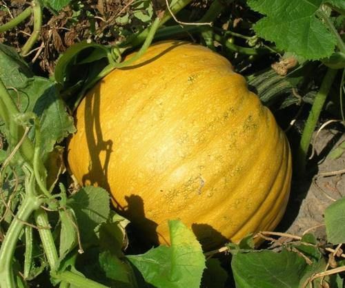 胡蘿卜|胃不好的人，每天早餐吃點“它”，健脾養胃，效果比“胃藥”奏效