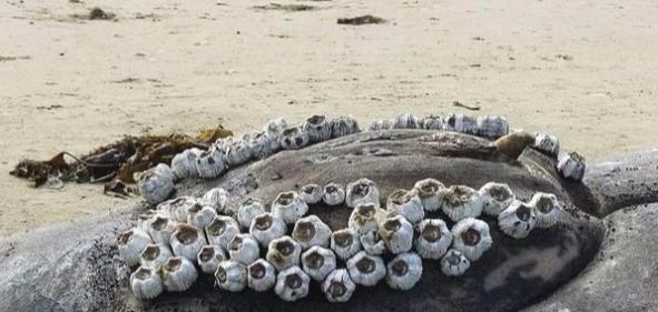 鲸鱼身上寄生藤壶会痛吗 快资讯