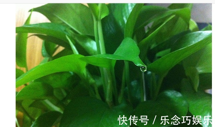 开花|一个鸡蛋养一盆花,枝繁叶茂开花很多,一年不用买花肥