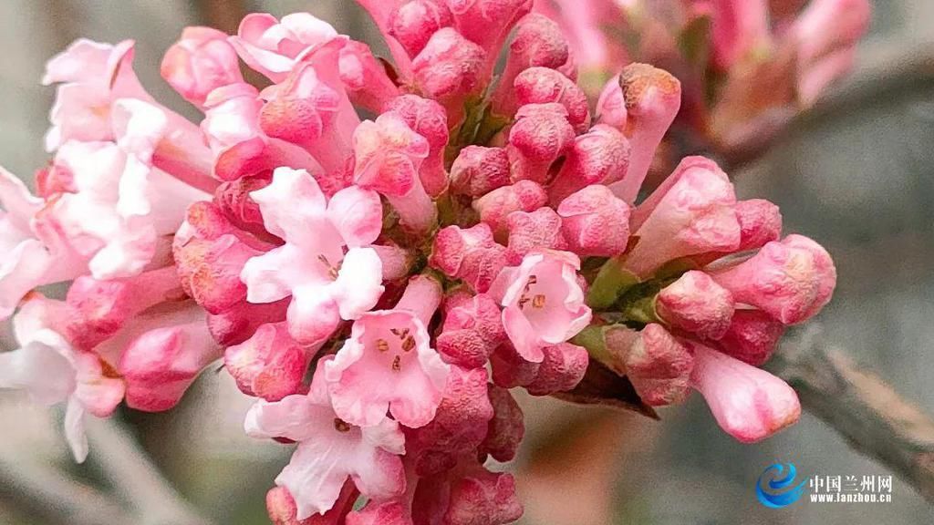 中年|正当时！“云赏”兰州春~