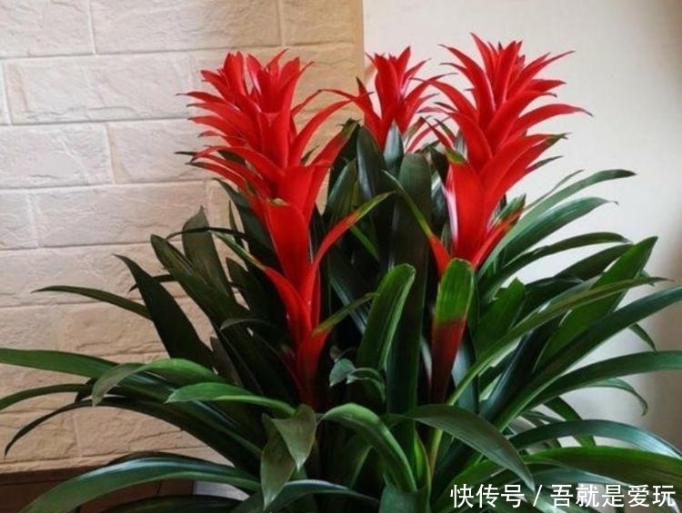 5种花最适合新手养，沾土就能活，好养易活开花美