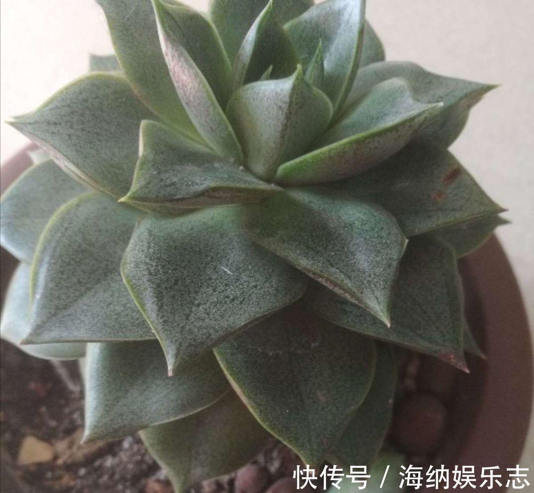 耐旱|4种多肉最适合懒人养,叶子厚实难徒长,养到就是赚到!