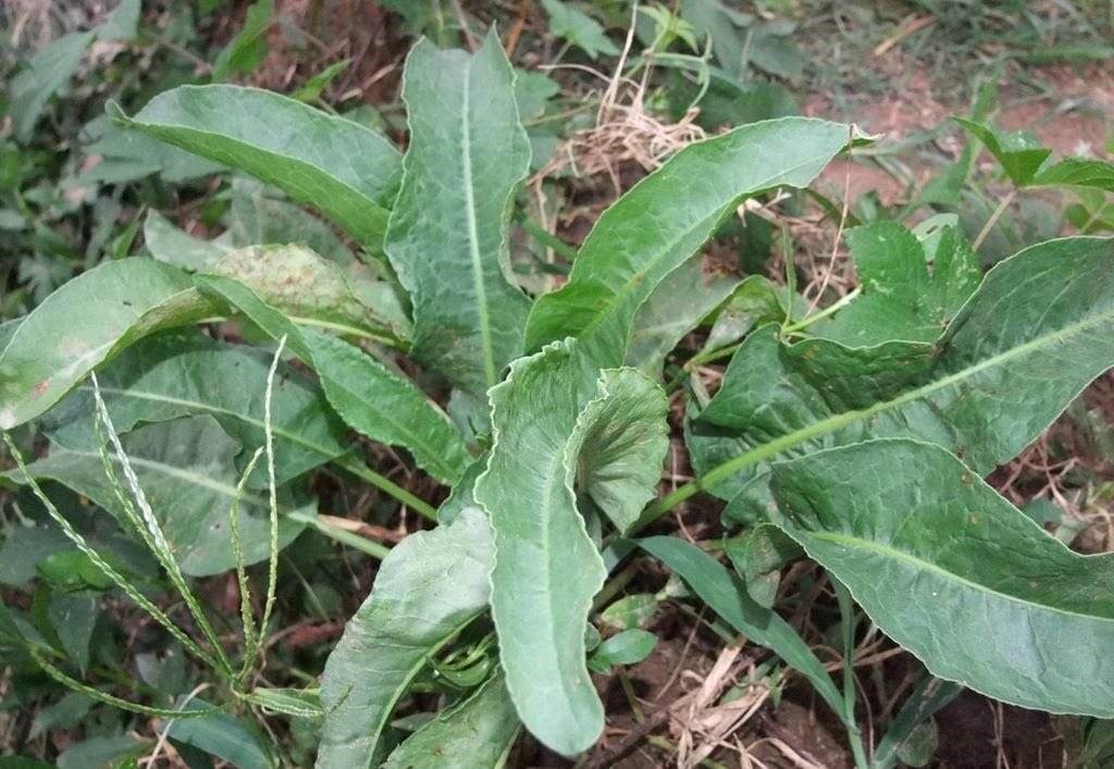 药用|1种野草叫牛舌头,好多人上山排队挖,竟然有大作用