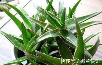 仙人掌|5种花都可“当药用”，养一盆，需要摘一点，再不怕有“小毛病”