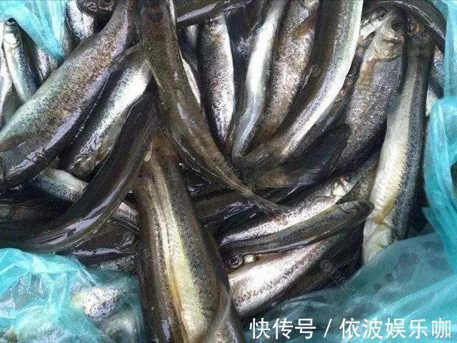 常被认为小杂鱼,殊不知是鱼中珍品,50元1斤有地方已绝迹
