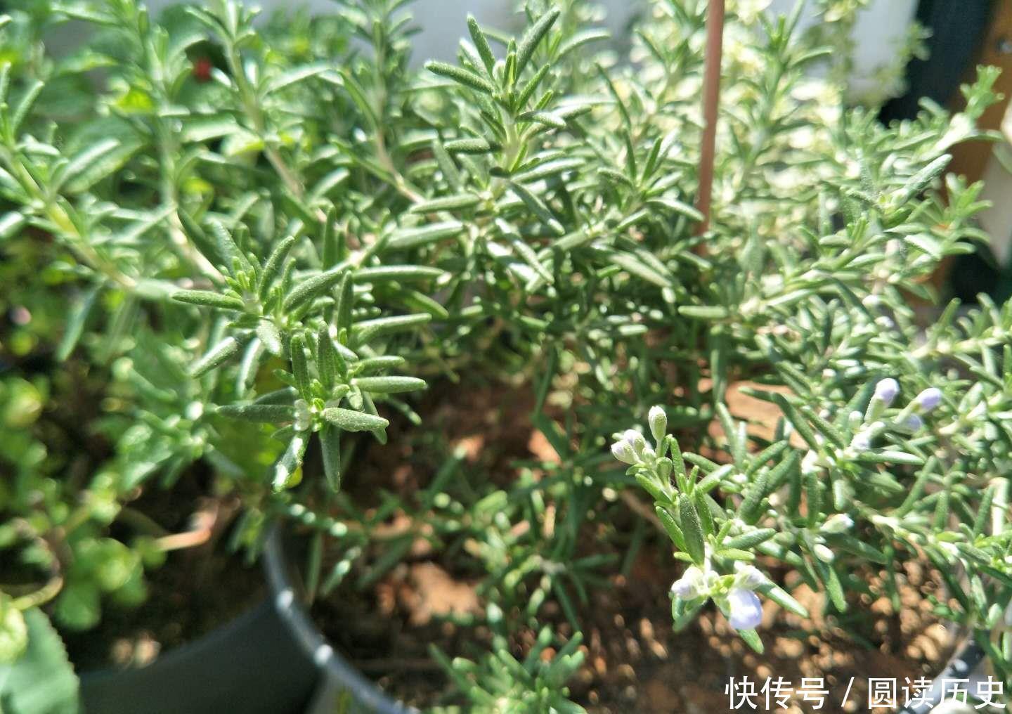 4种生命力顽强的植物,“见”土就活,给点阳光,植株旺盛开花多
