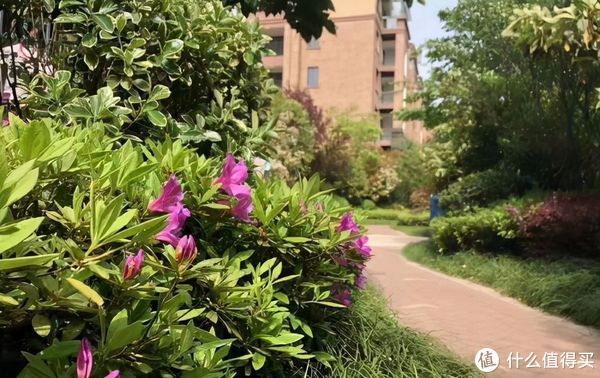 住宅|高层住宅不再吃香,低层更受欢迎?我换了三次房,说一说真实感受