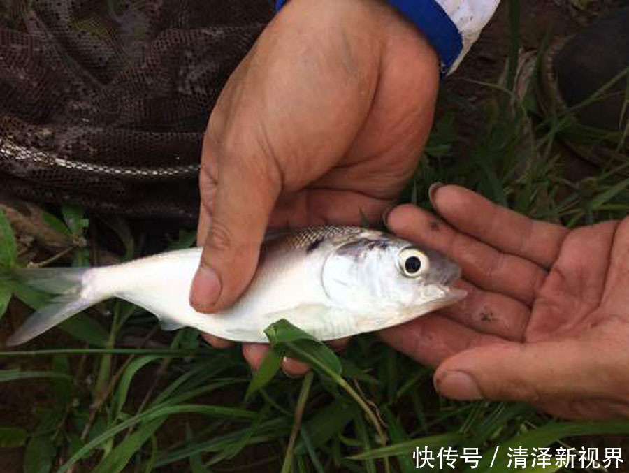  种鱼|认鱼了，这什么鱼鳃边还长了“黑痣”