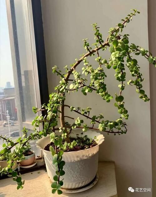 金枝玉叶太好养了，常用两种水，嫩叶冒不停，长势很喜人