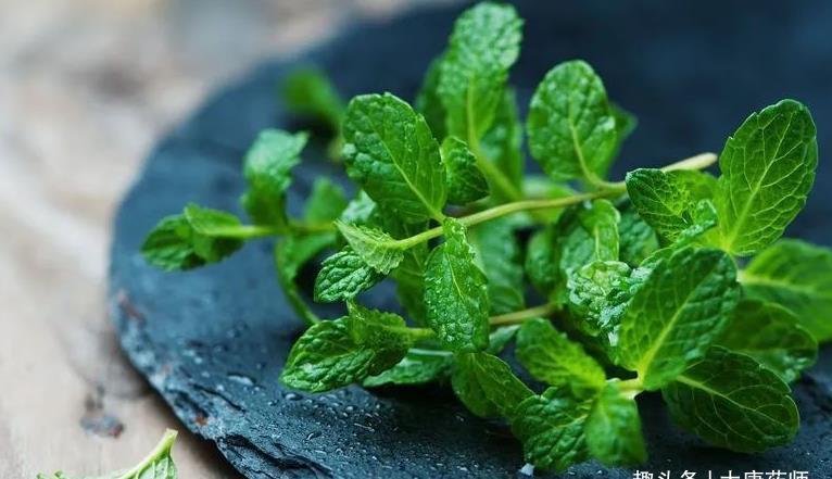 阴虚血燥|一把薄荷，巧治大病！民间11个入药良方，11种病症皆可治！