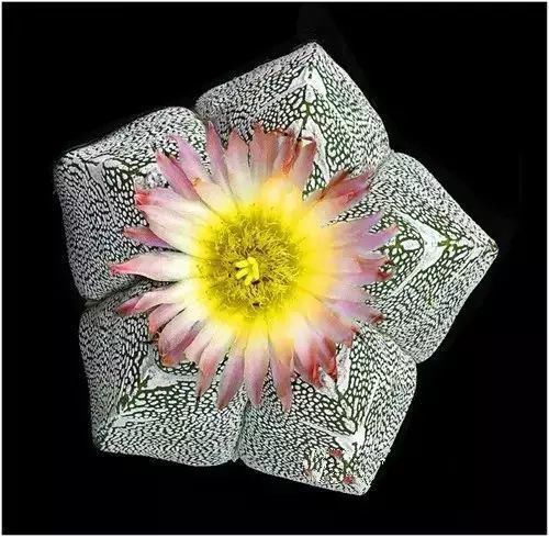  娇艳|石生花，绝美娇艳！