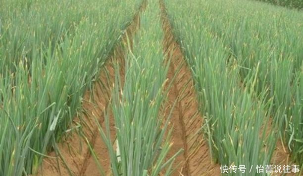 俗语:“千里不贩马,百里不贩葱”,为什么会有这样的说法?