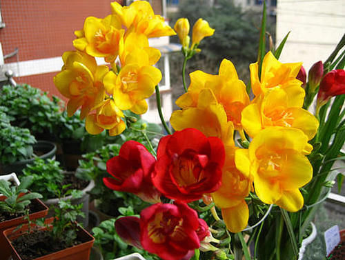 1种高级“香水花”，花繁色艳，花开2-5月，家里养一盆，满屋香