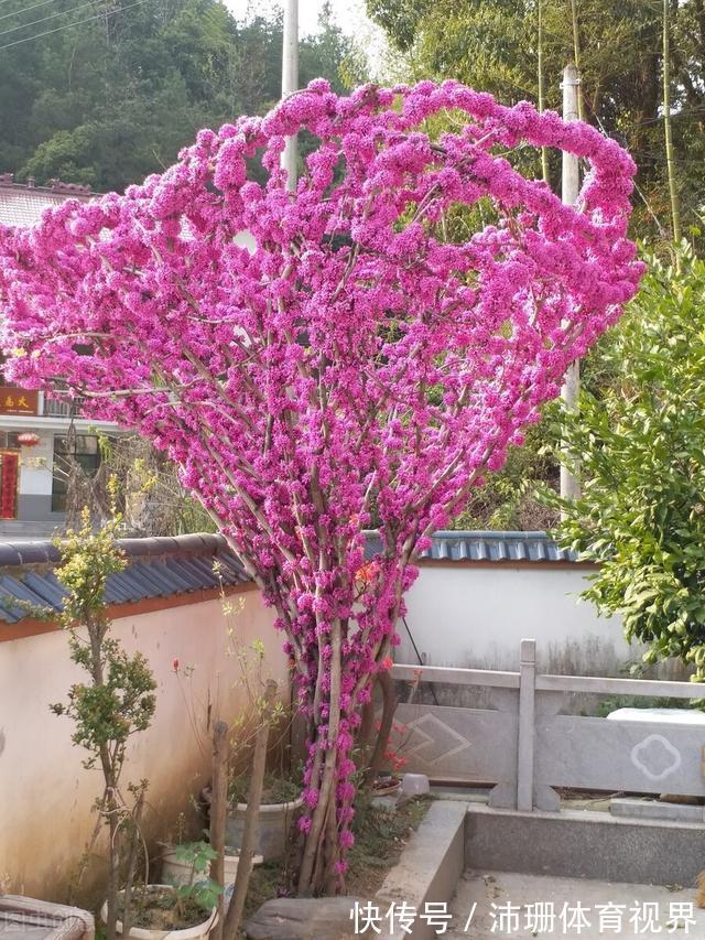 茎杆|老花匠直言：5种花建议去当地花市购买，能不网购尽量别网购