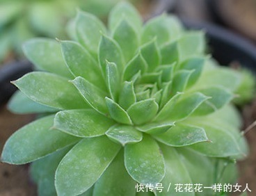花盆|谁说多肉不好养那是你没掌握好要领,做好这些才是关键