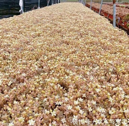 适应能力|容易爆盆的姬秋丽,除了易爆盆之外,还能养出“瀑布墙”的状态!