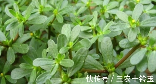 野草|农村常用来喂牲畜的野草,外表虽平淡无奇,其实都是上好的野菜
