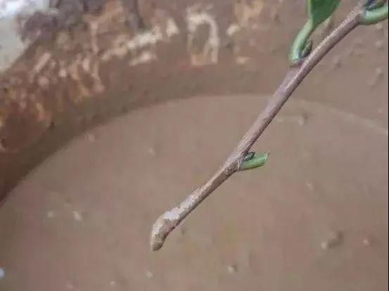 椰糠土|6月,最适合扦插的花,一插就活,大白根冒疯了