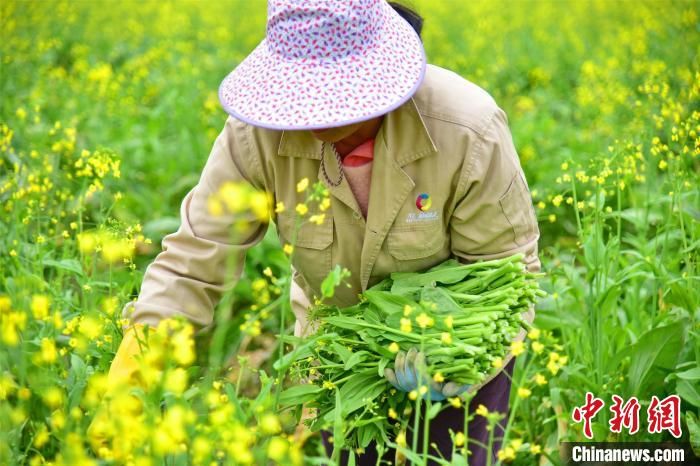 菜农|粤北连州十万亩油菜花盛开吸引游客