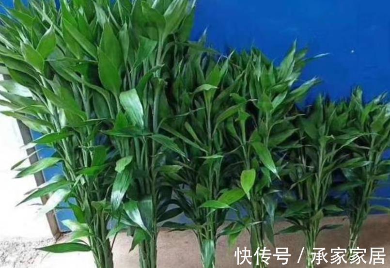 推荐8款寓意好的植物，客厅养一盆，皮实好养还有好兆头