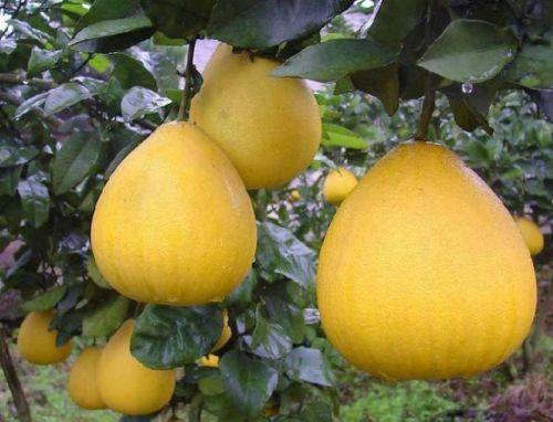 医学界|感冒老不好，可常吃此果，治感冒，去色斑，减少中风，不妨试试