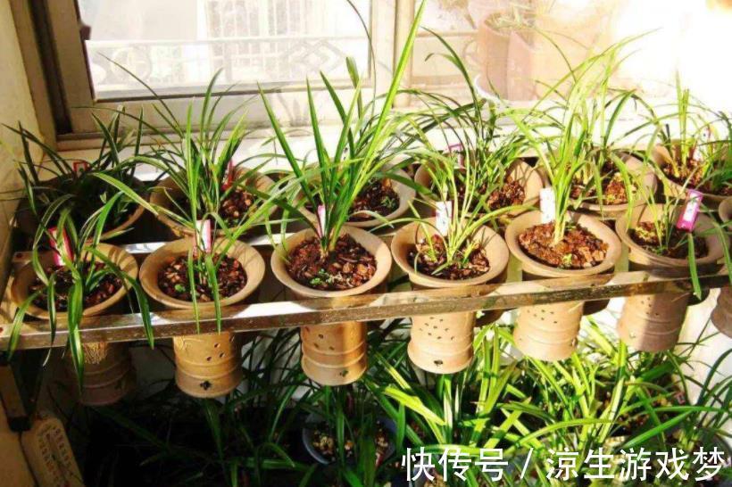 老花匠家阳台、露台都是兰花,一年四季都有花赏,新手动手也能养