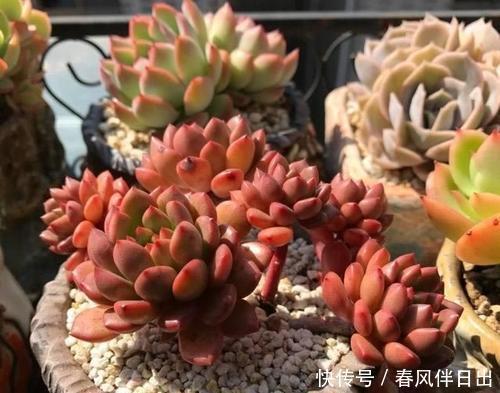 多肉植物|天热了，夏天养多肉植物，5种情况别浇水，很多花友都弄错了