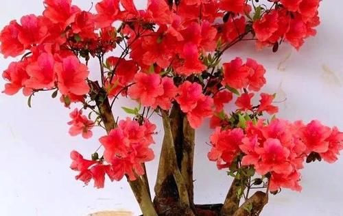 在北方能做映山红盆景？只要抓住这5条，成型快花繁茂