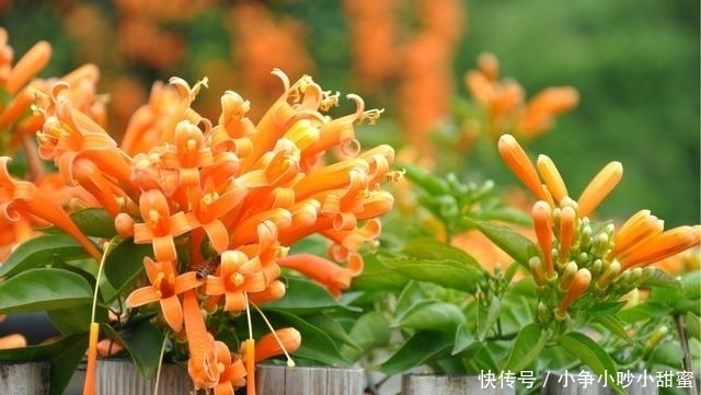 种植|最适合庭院、屋顶绿化种植的植物,各月开花顺序整理,不收藏吗?