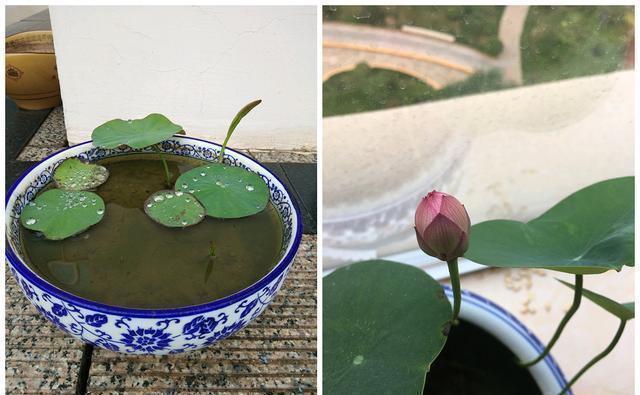 种植|能养阳台上养的荷花,有个碗就行,种植容易,开花超美,值得拥有