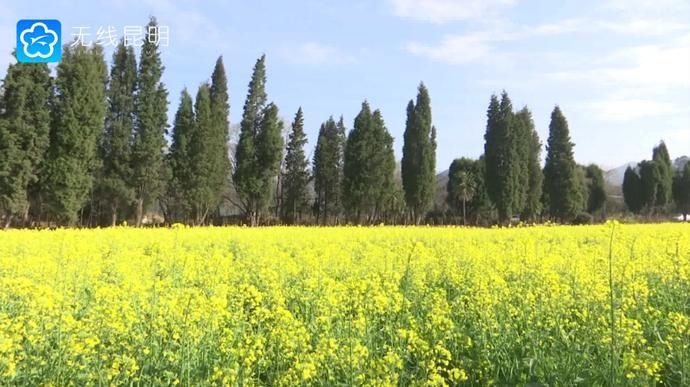 K视频 一片金黄美如画！安宁万亩油菜花田盛放——昆明广播电视台