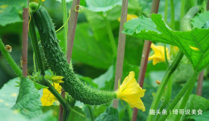 琦哥|打了激素的黄瓜怎么辨认菜农教你一招,看一眼就认出!