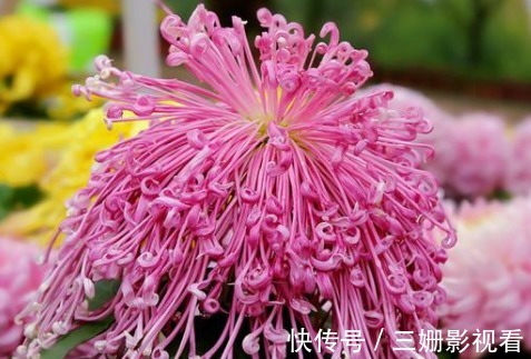 喜欢菊花,不如养盆“珍稀名菊”安吉拉,似仙女下凡,美极了