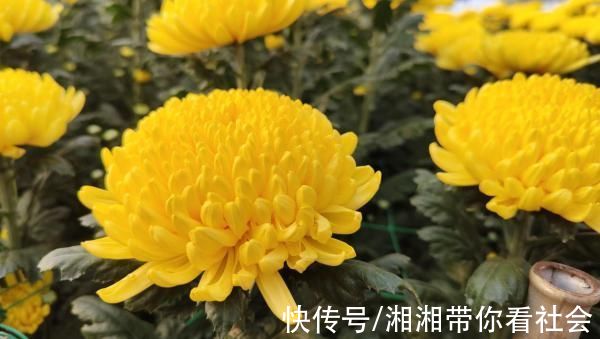 开远|「数字乡村」让花朵更有“智”感，数字化建设助力开远花卉相关产业