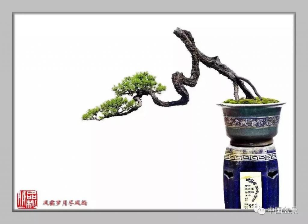  制作|盆景制作中的气、势、神、韵如何表现！静态和动态相结合是精髓