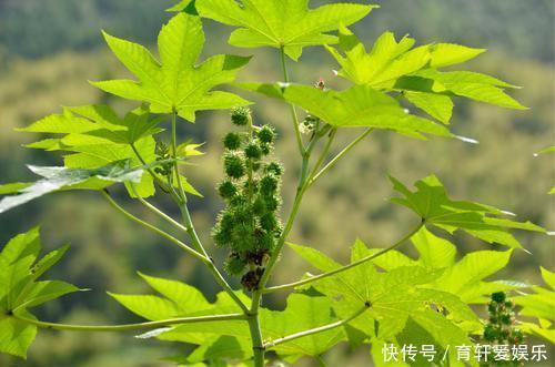 航空航天|暗藏剧毒却被广泛种植，多国列为战略物资，蓖麻到底有什么用处