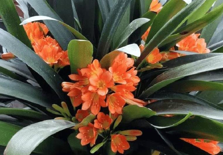 妙招|秋天养君子兰,教你几个小妙招,根系更健壮,新叶长得快